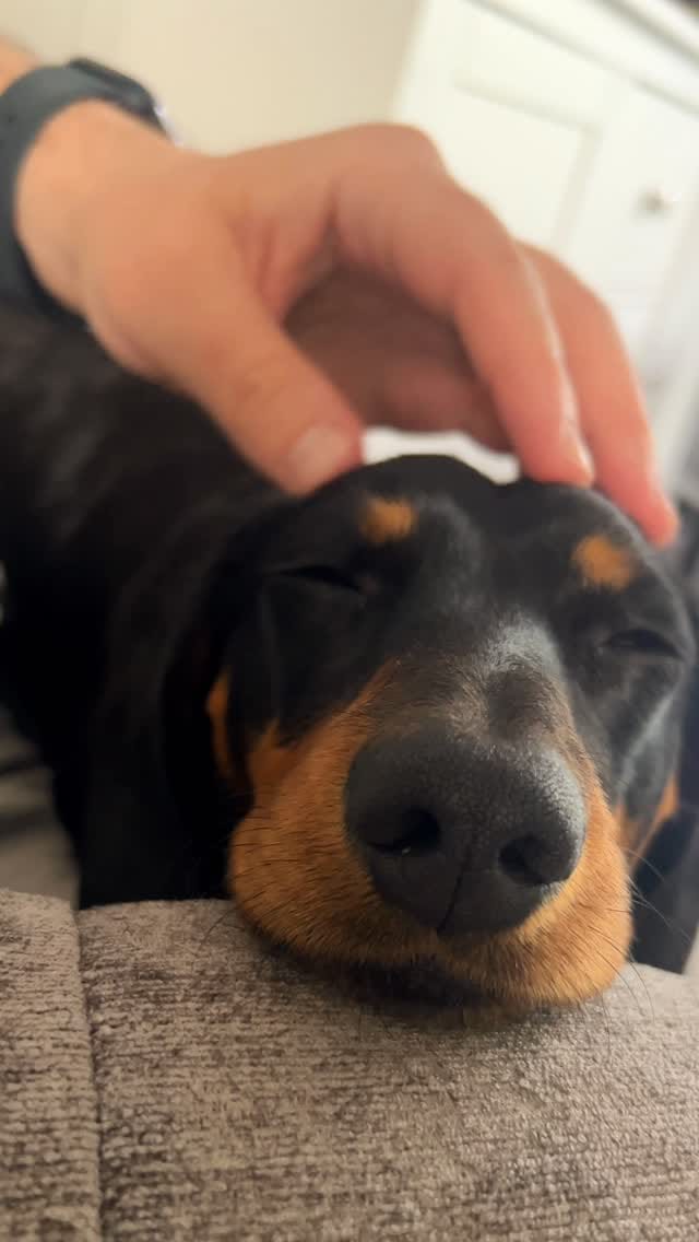 Post 4 by Harlso the Balancing Hound on Instagram (video)