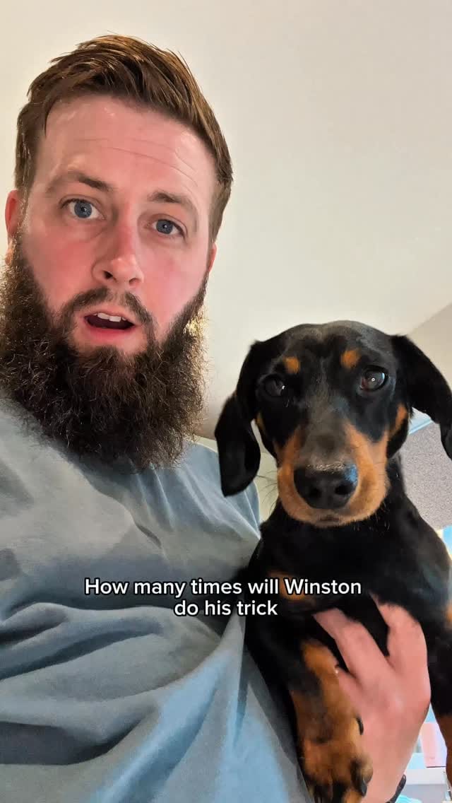 Post 2 by Harlso the Balancing Hound on Instagram (video)
