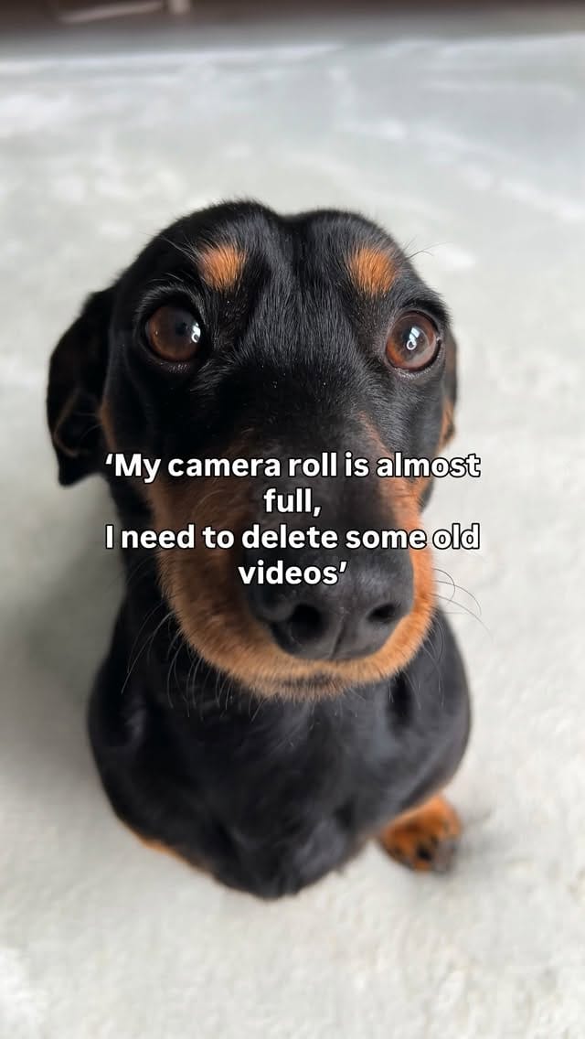 Post 7 by Harlso the Balancing Hound on Instagram (video)