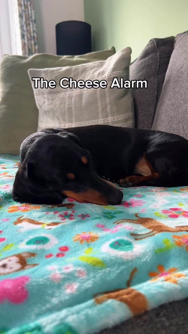 Post 5 by Harlso the Balancing Hound on Instagram (video)