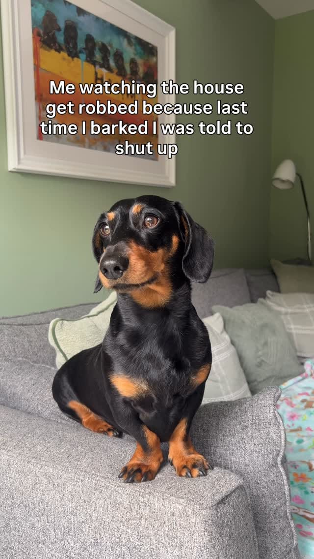 Post 3 by Harlso the Balancing Hound on Instagram (video)