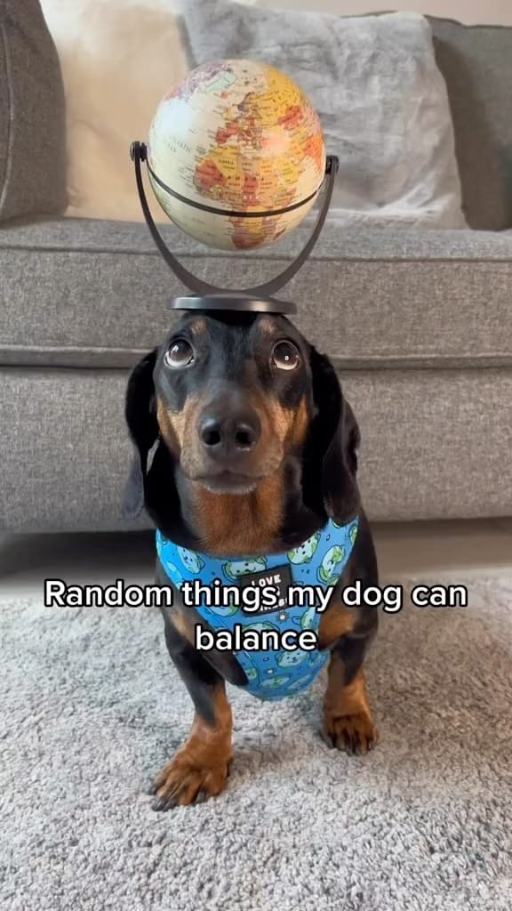 Post 8 by Harlso the Balancing Hound on Instagram (video)
