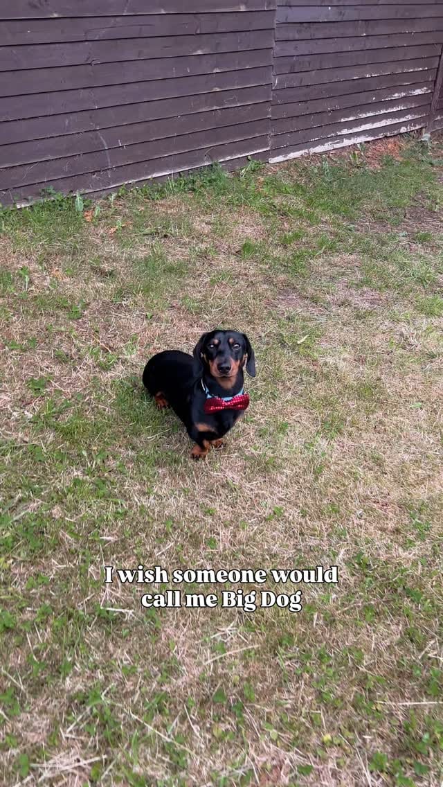 Post 1 by Harlso the Balancing Hound on Instagram (video)