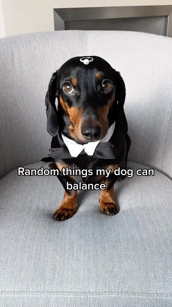 Post 10 by Harlso the Balancing Hound on Instagram (video)