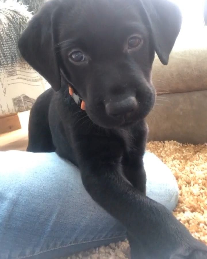 Post 10 by Frankie and Izzy on Instagram (video)