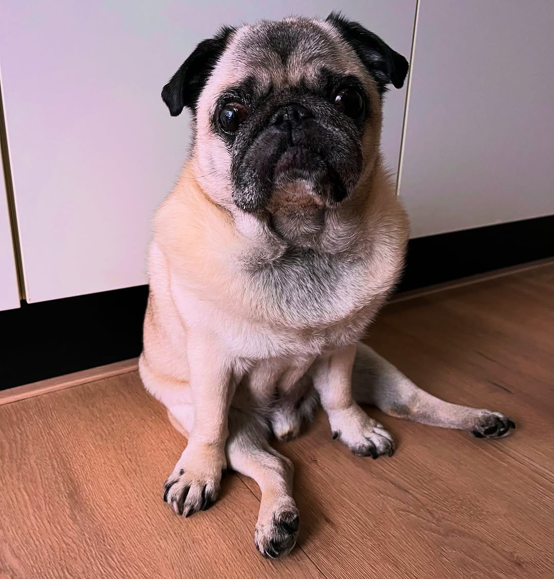 Post 1 by 🔵Ted Dutch cross-eyed Pug©️🧸 on Instagram (image)