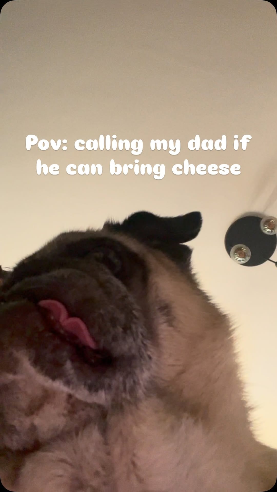Post 2 by 🔵Ted Dutch cross-eyed Pug©️🧸 on Instagram (video)