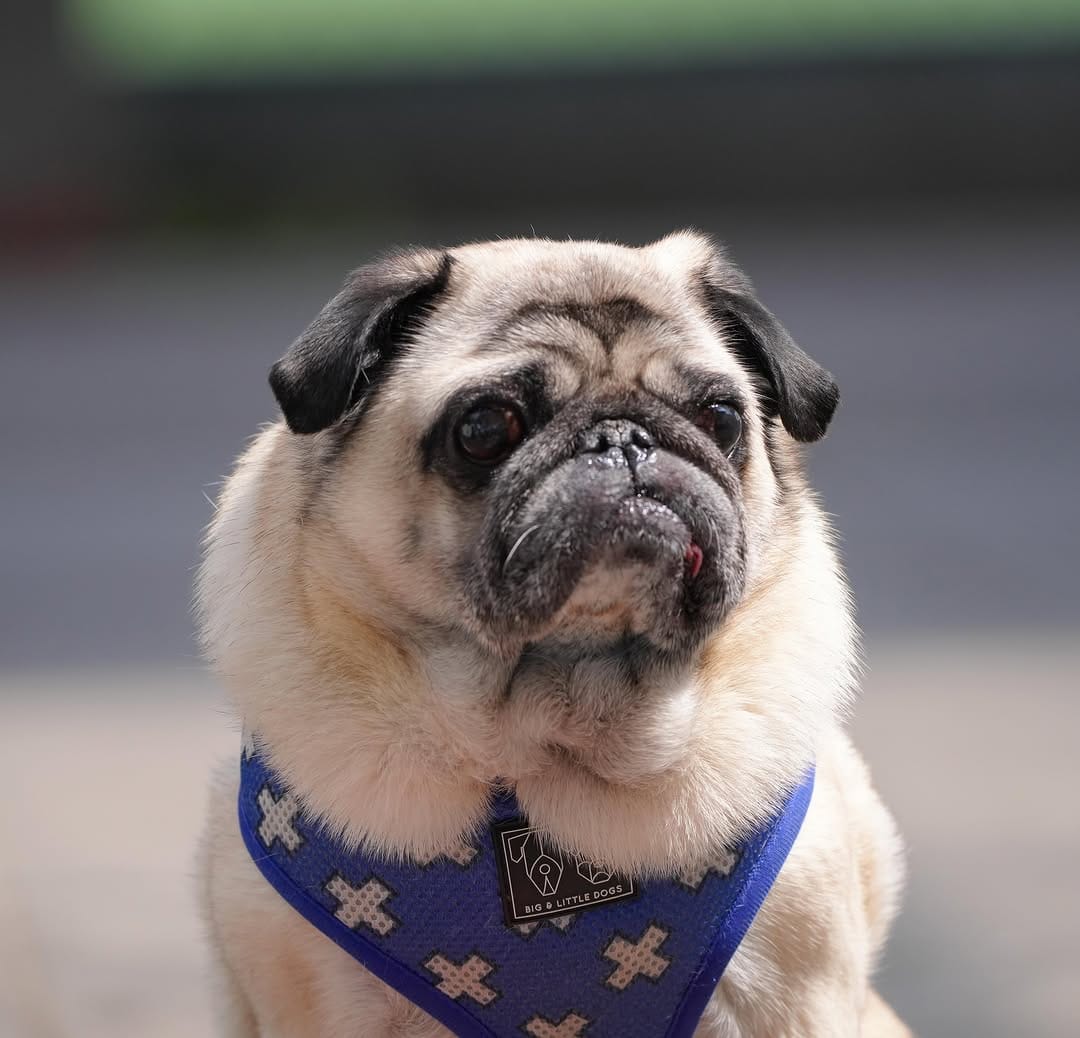 Post 5 by 🔵Ted Dutch cross-eyed Pug©️🧸 on Instagram (image)