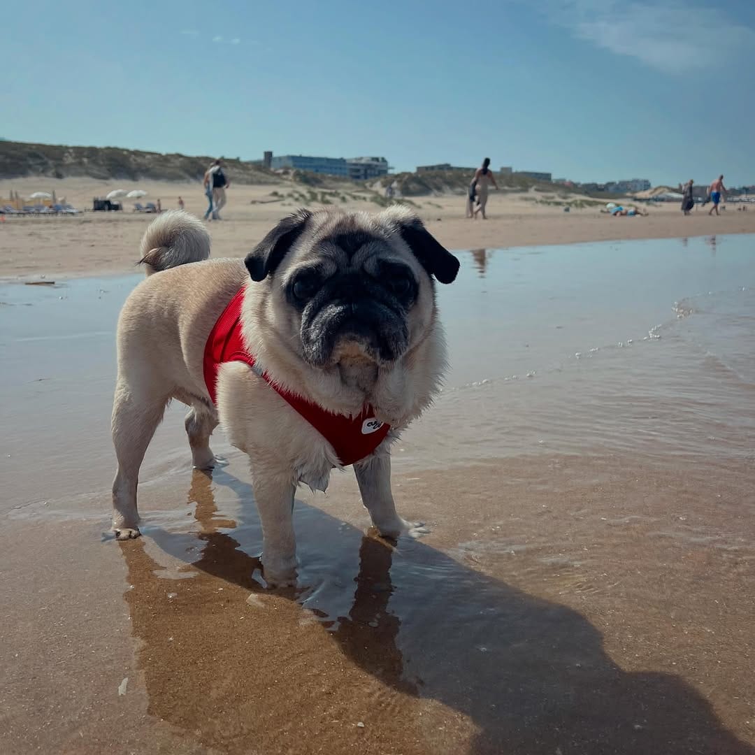 Post 9 by 🔵Ted Dutch cross-eyed Pug©️🧸 on Instagram (image)