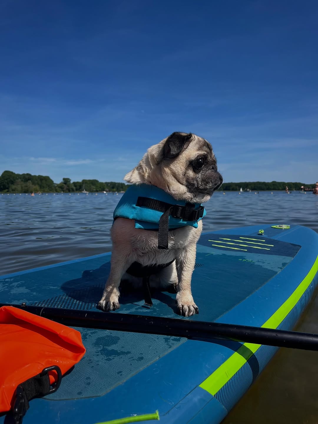 Post 7 by 🔵Ted Dutch cross-eyed Pug©️🧸 on Instagram (image)