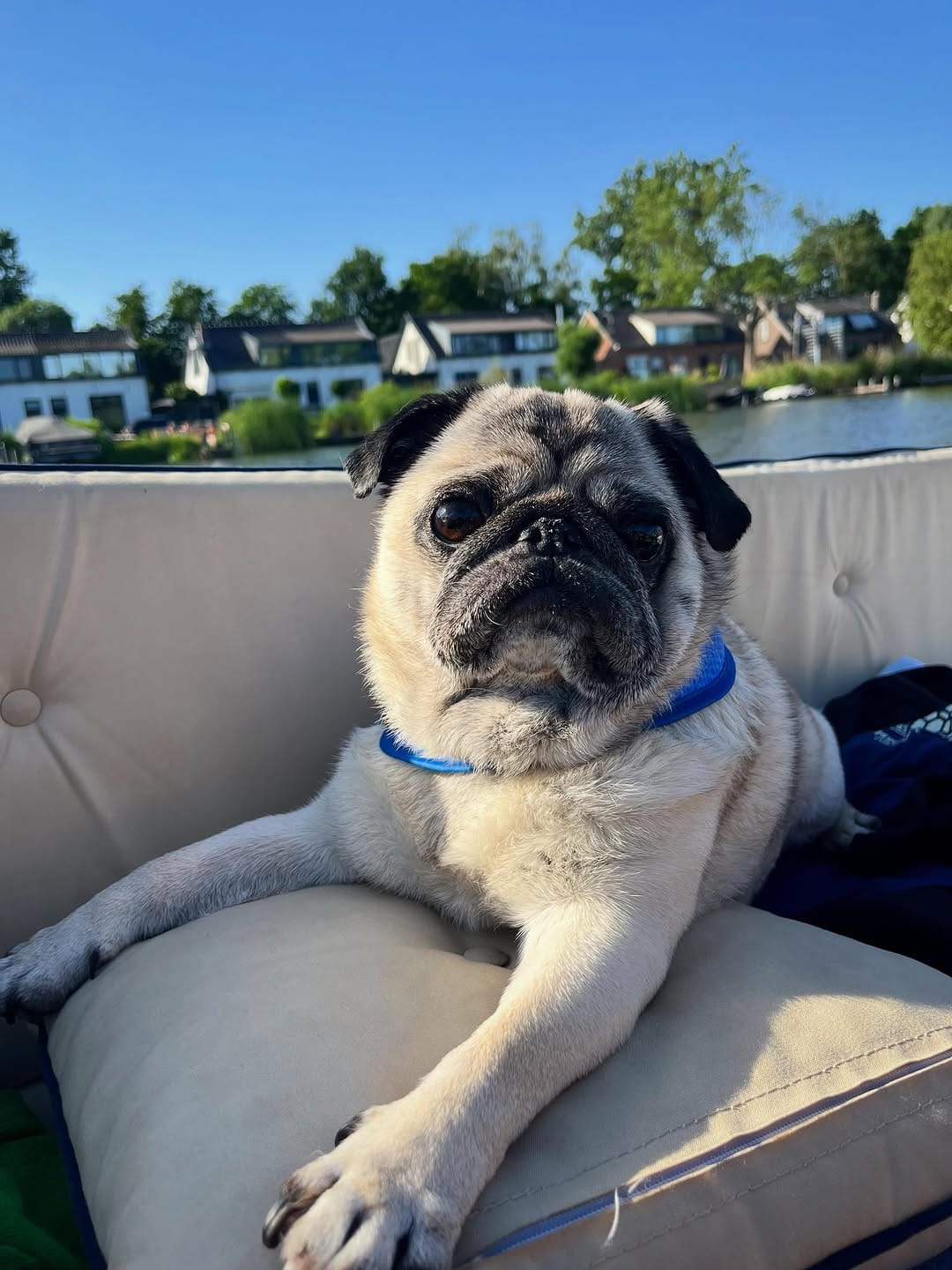Post 10 by 🔵Ted Dutch cross-eyed Pug©️🧸 on Instagram (image)