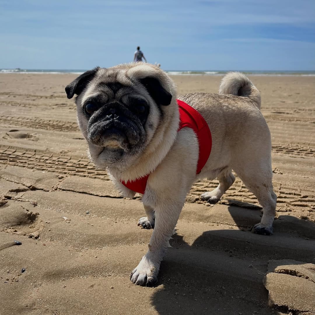 Post 8 by 🔵Ted Dutch cross-eyed Pug©️🧸 on Instagram (image)
