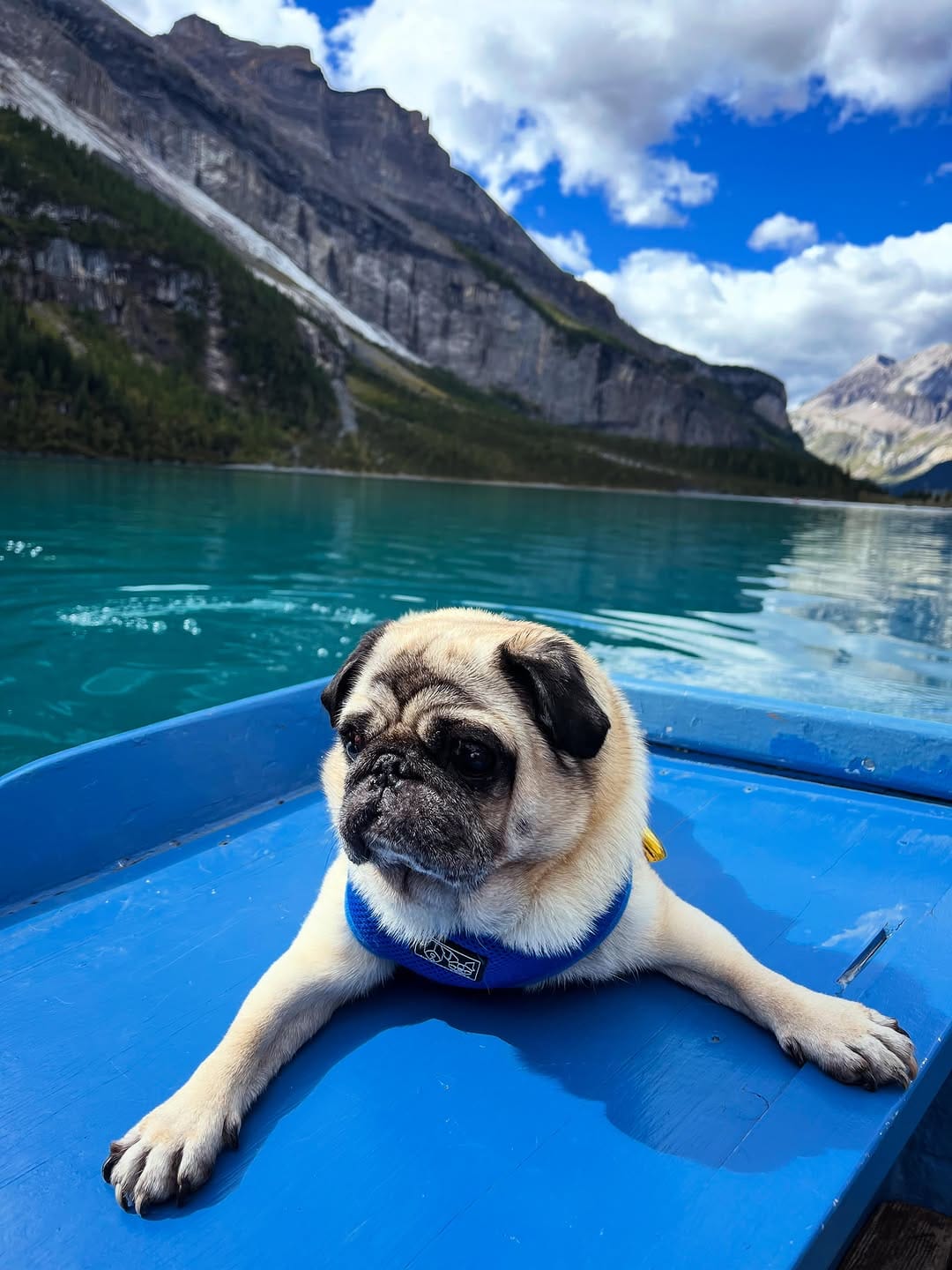 Post 6 by 🔵Ted Dutch cross-eyed Pug©️🧸 on Instagram (image)