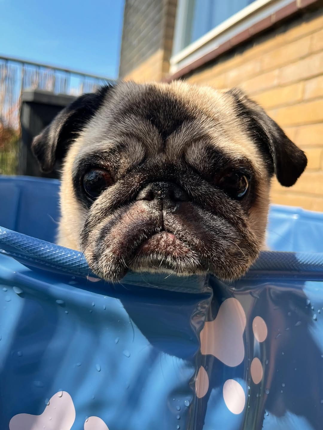 Post 4 by 🔵Ted Dutch cross-eyed Pug©️🧸 on Instagram (image)