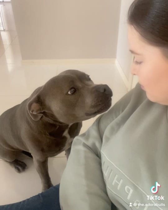 Post 2 by The Adorabulls on Instagram (video)