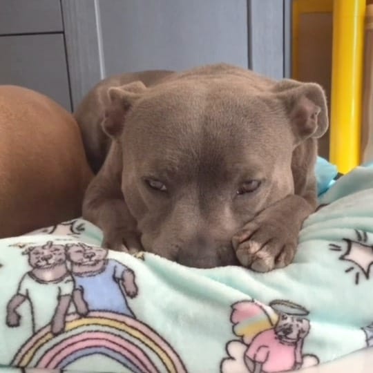 Post 8 by The Adorabulls on Instagram (video)