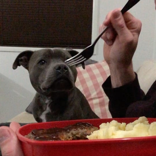Post 7 by The Adorabulls on Instagram (video)