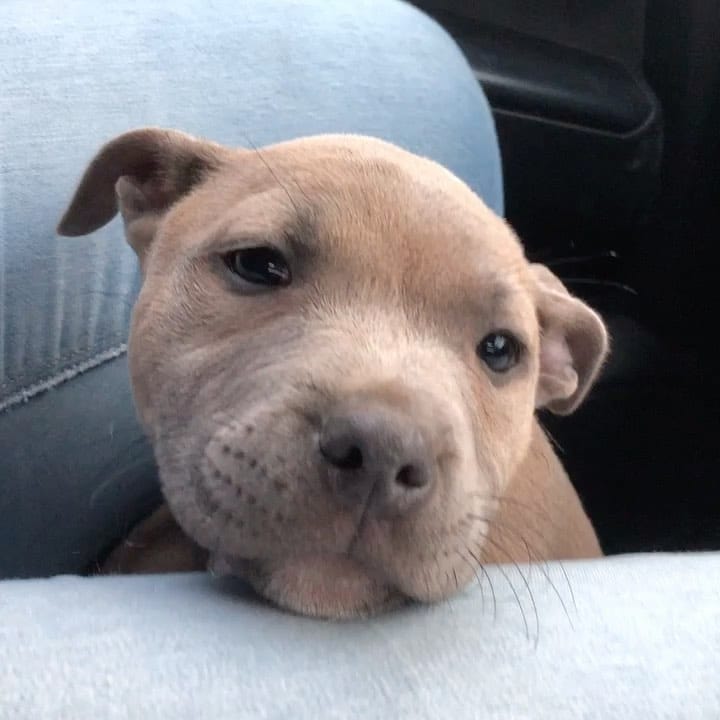 Post 10 by The Adorabulls on Instagram (video)