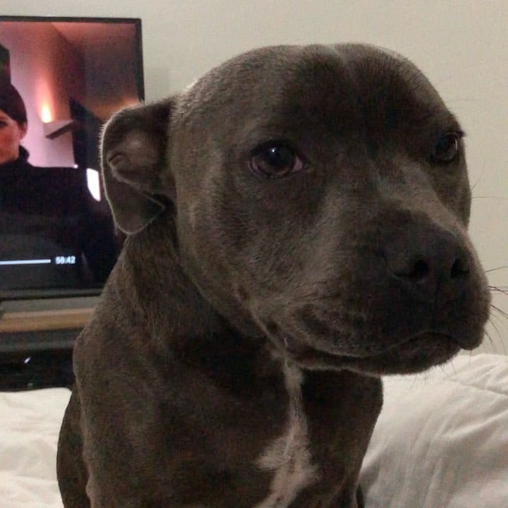 Post 4 by The Adorabulls on Instagram (video)