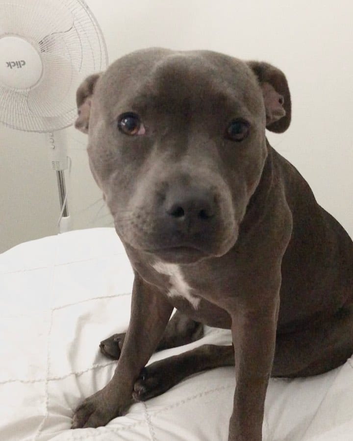 Post 5 by The Adorabulls on Instagram (video)
