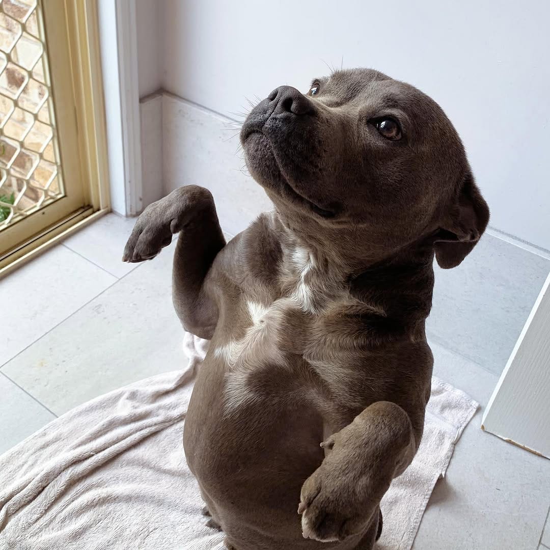 Post 9 by The Adorabulls on Instagram (image)