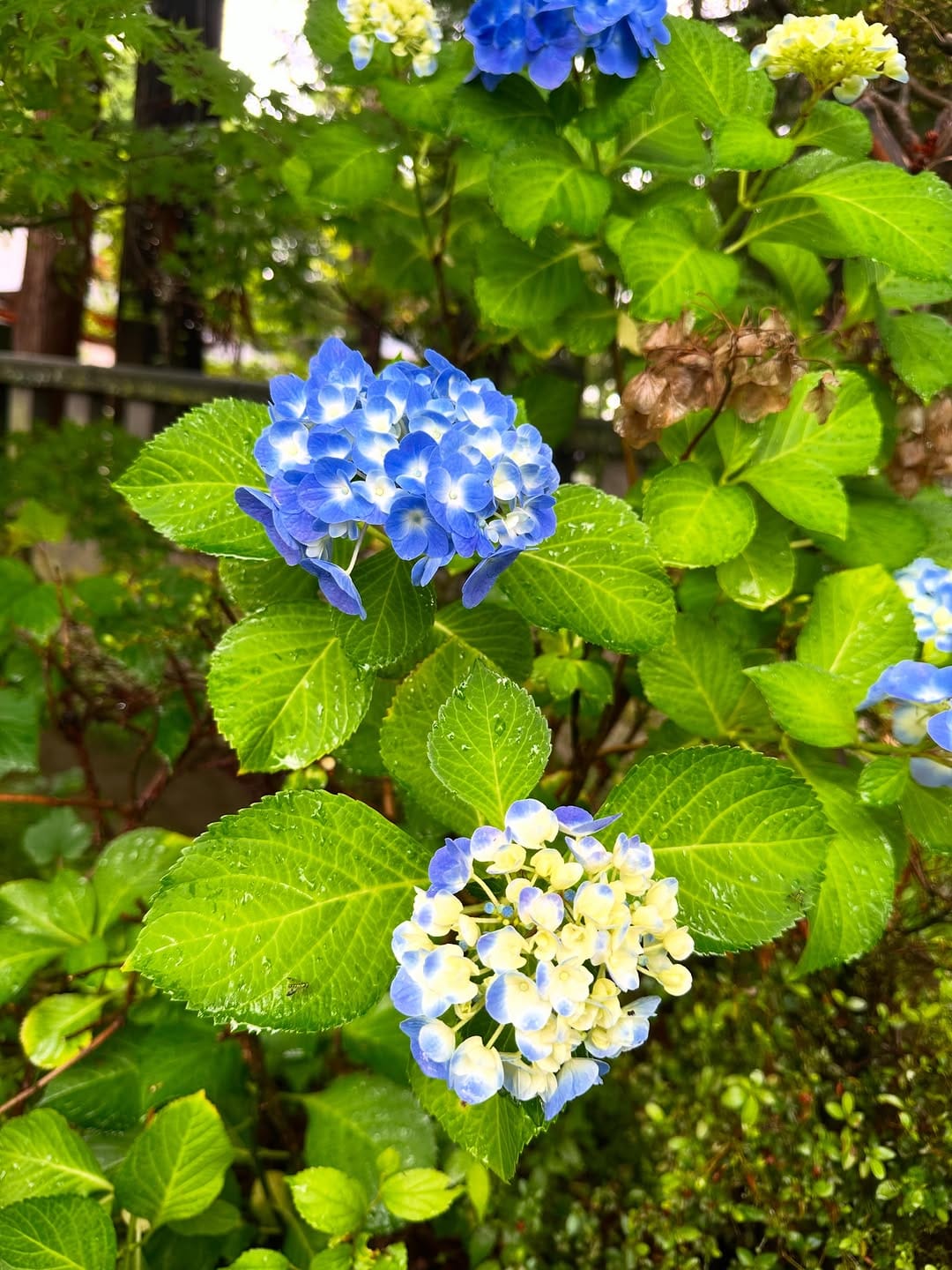 Post 8 by 穗髙神社／Hotaka Jinja Shrine on Instagram (image)