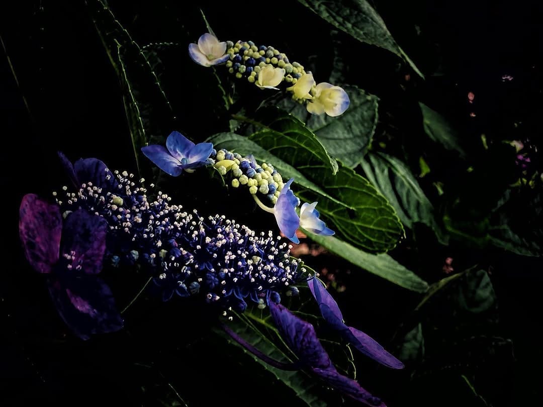 Post 9 by Osami Kitazono on Instagram (image)