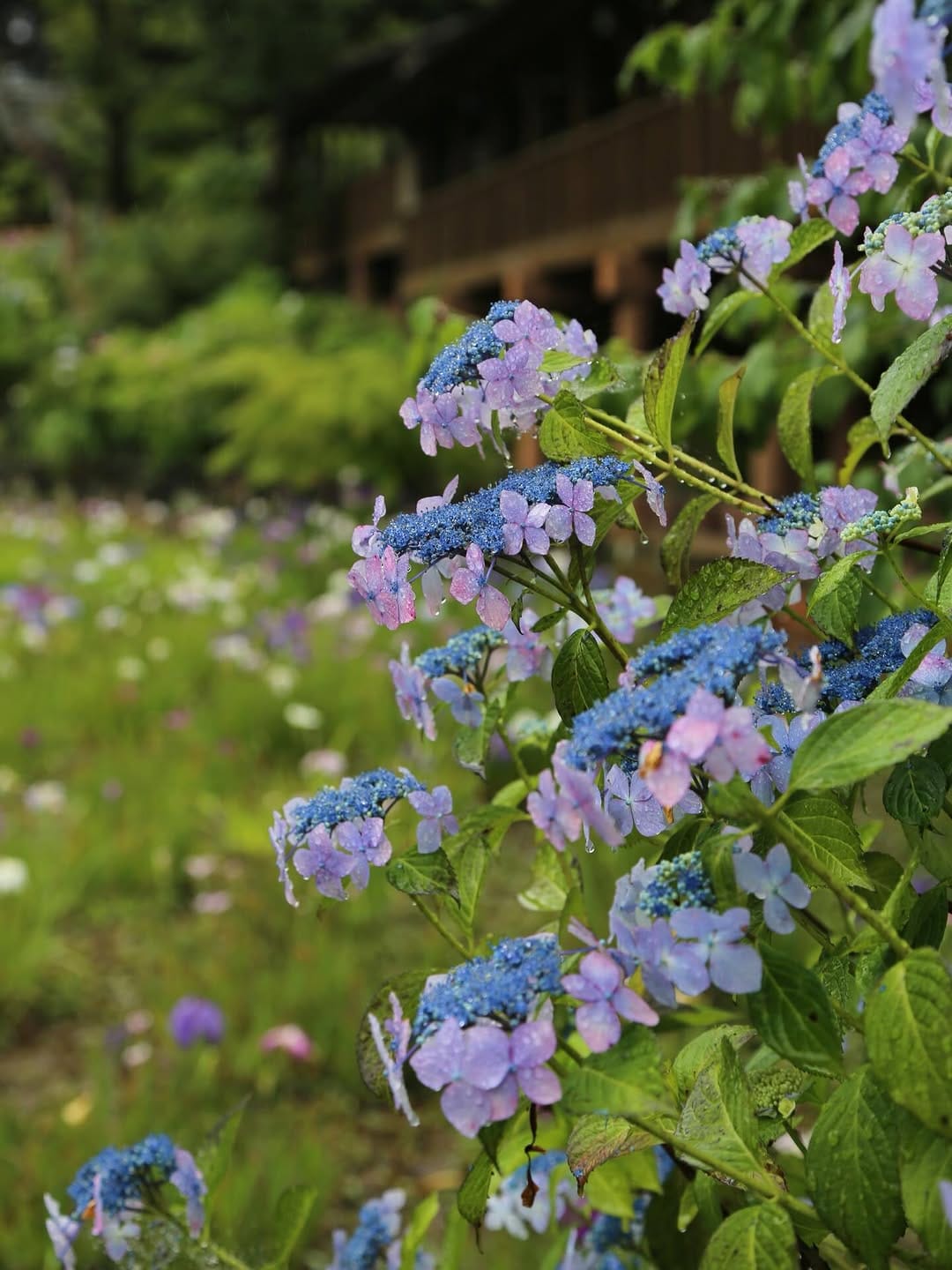 Post 8 by 本土寺公式 on Instagram (image)