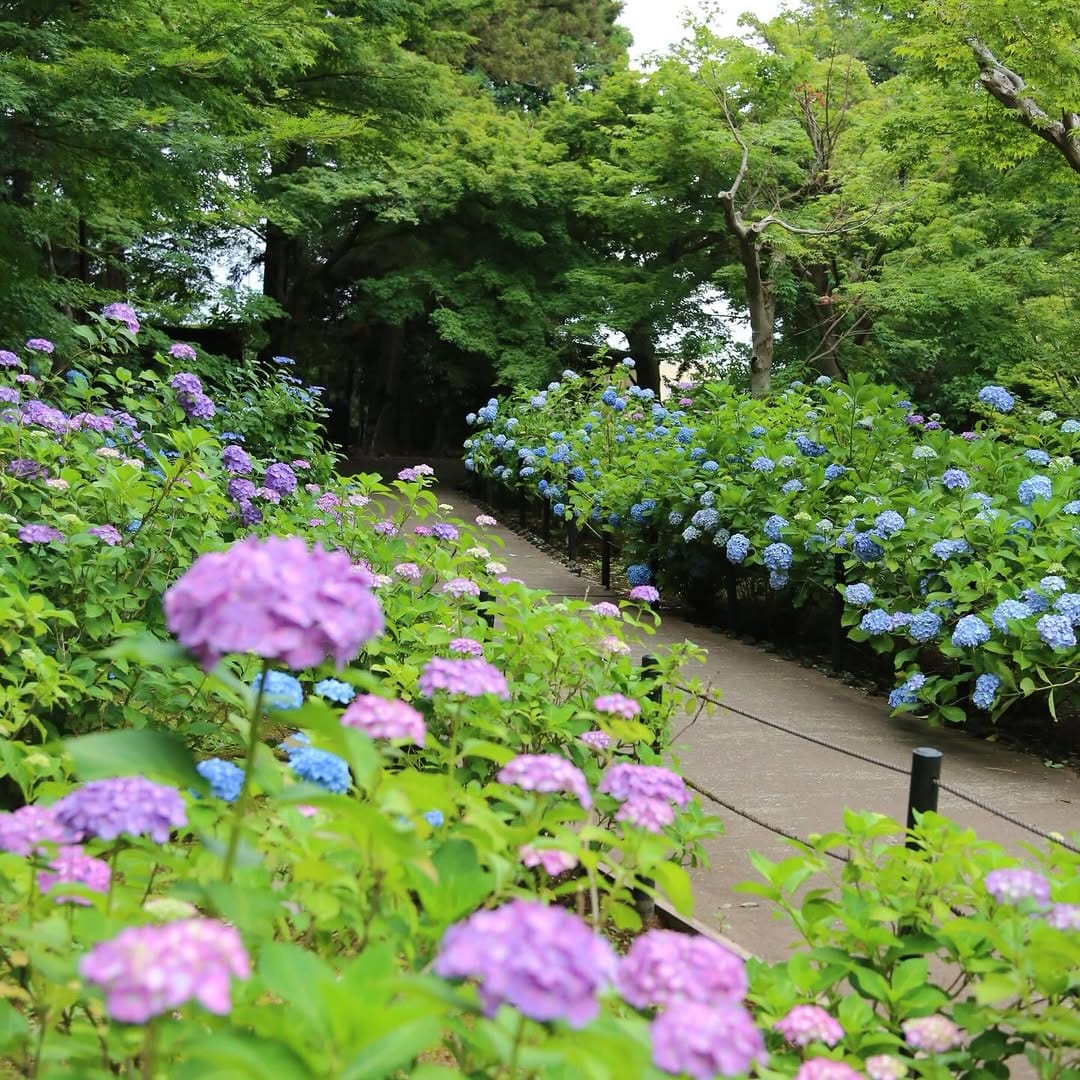 Post 10 by 本土寺公式 on Instagram (image)