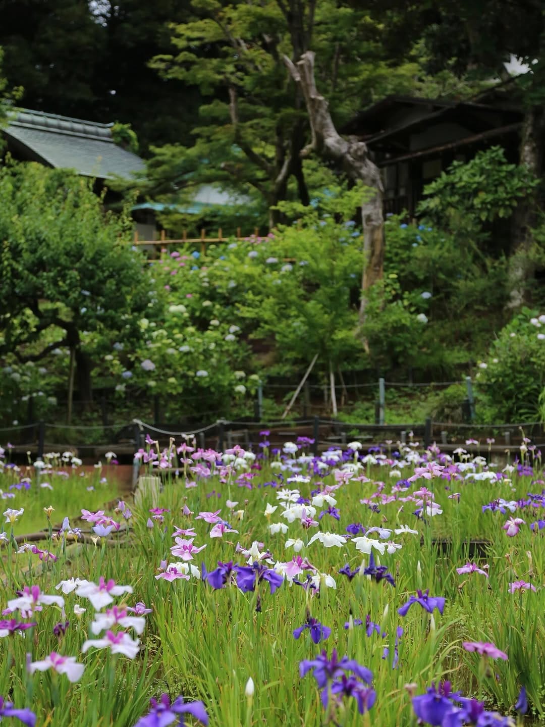 Post 3 by 本土寺公式 on Instagram (image)
