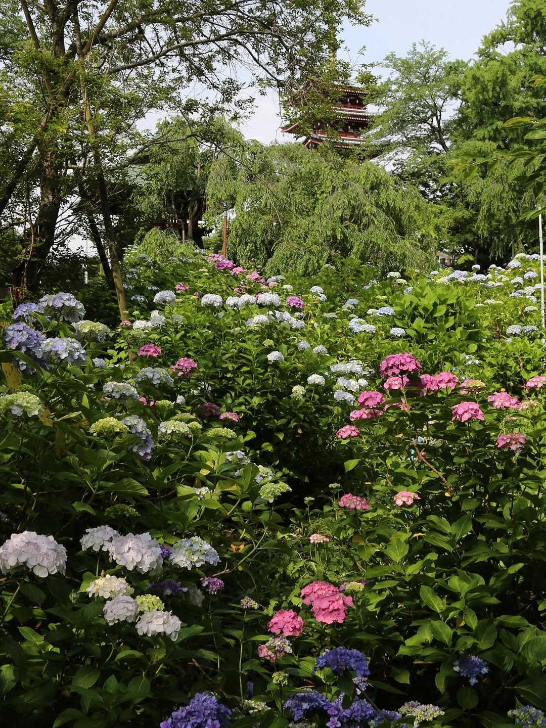 Post 4 by 本土寺公式 on Instagram (image)