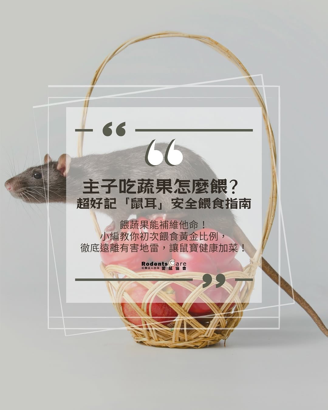 Post 6 by 台灣愛鼠協會｜鼠類認養｜救援安置｜知識推廣｜政策倡議 on Instagram (image)