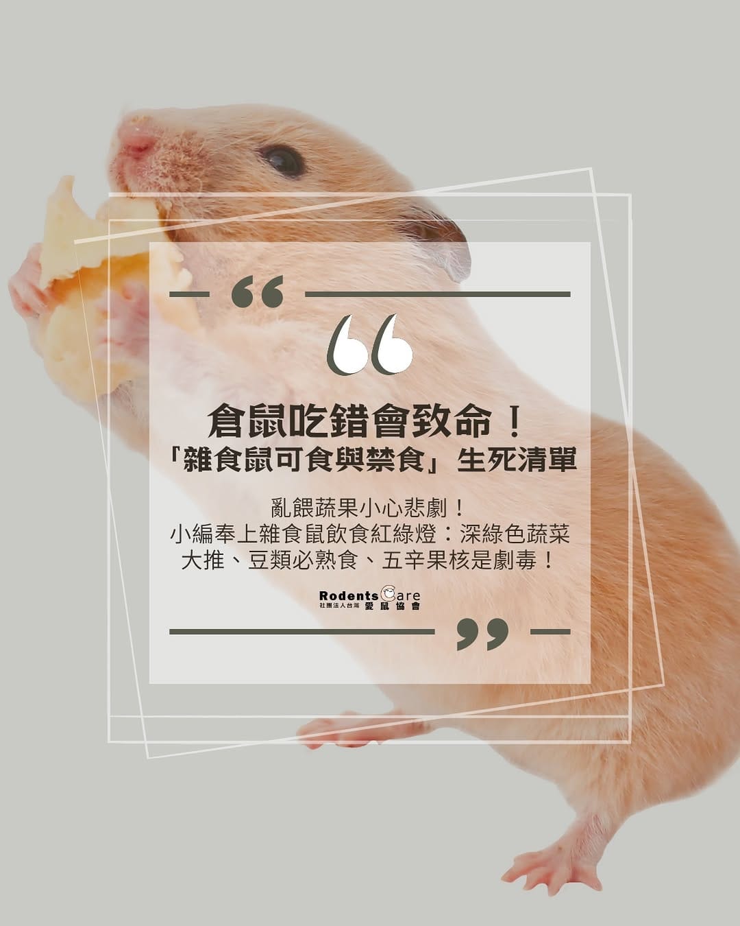 Post 5 by 台灣愛鼠協會｜鼠類認養｜救援安置｜知識推廣｜政策倡議 on Instagram (image)