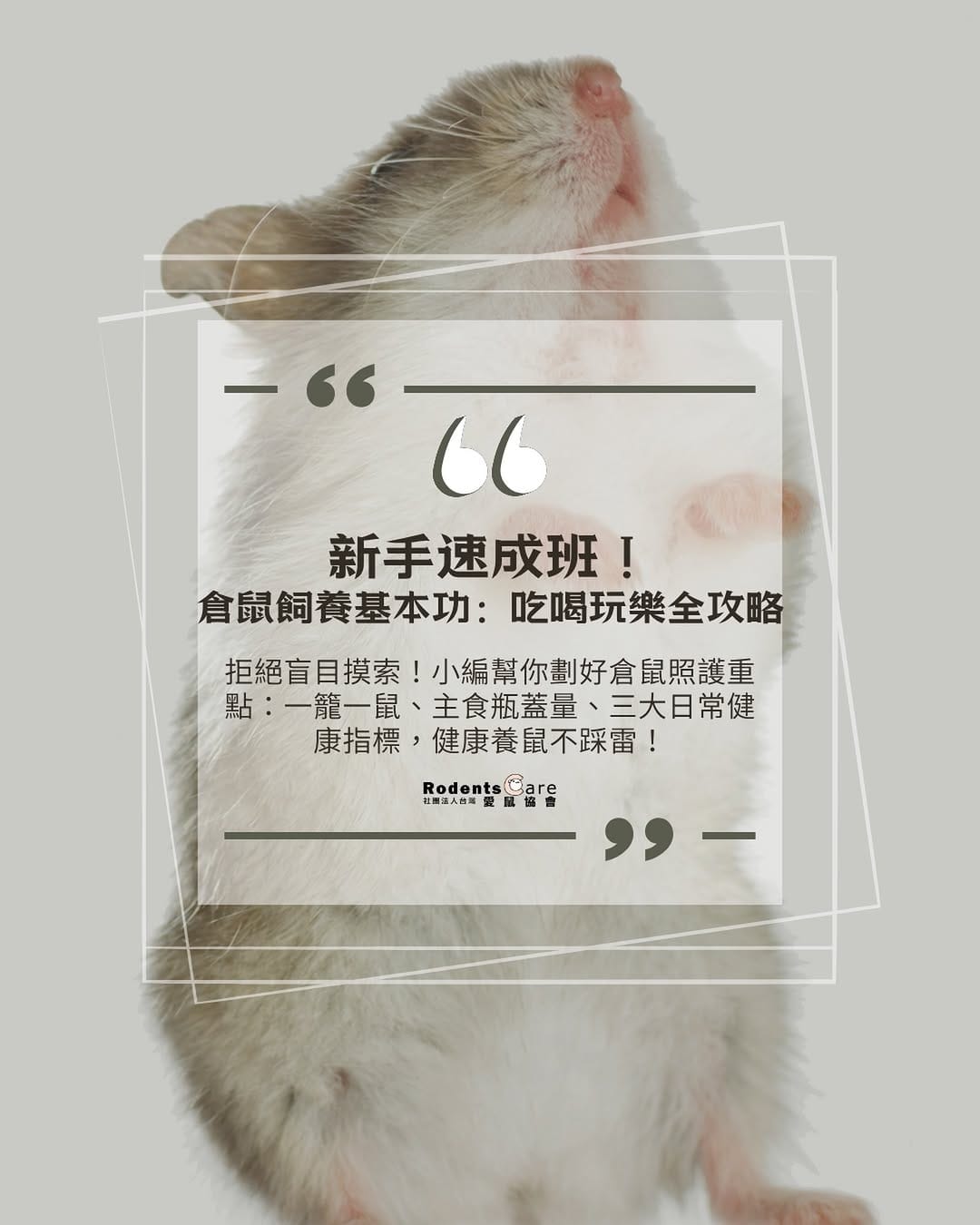 Post 3 by 台灣愛鼠協會｜鼠類認養｜救援安置｜知識推廣｜政策倡議 on Instagram (image)