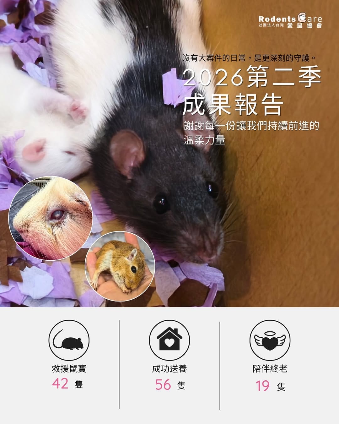 Post 4 by 台灣愛鼠協會｜鼠類認養｜救援安置｜知識推廣｜政策倡議 on Instagram (image)