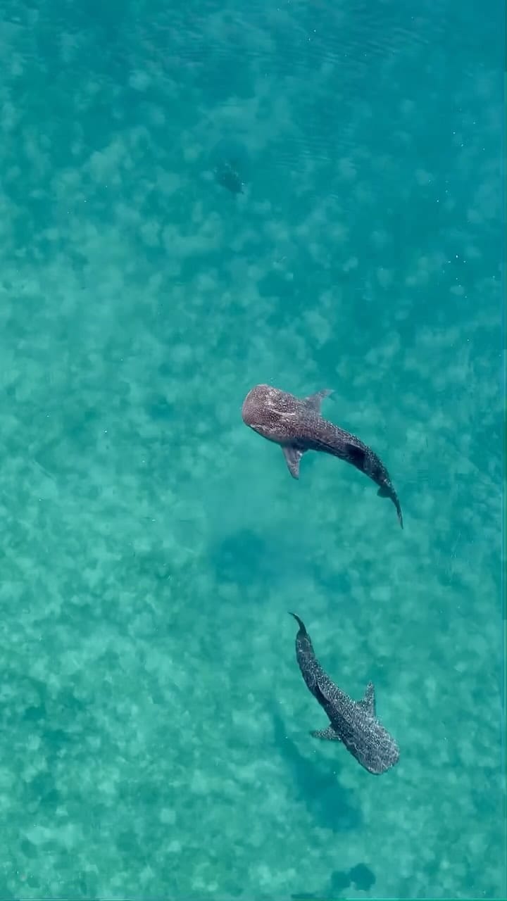 Post 8 by Juan De La Cruz on Instagram (video)