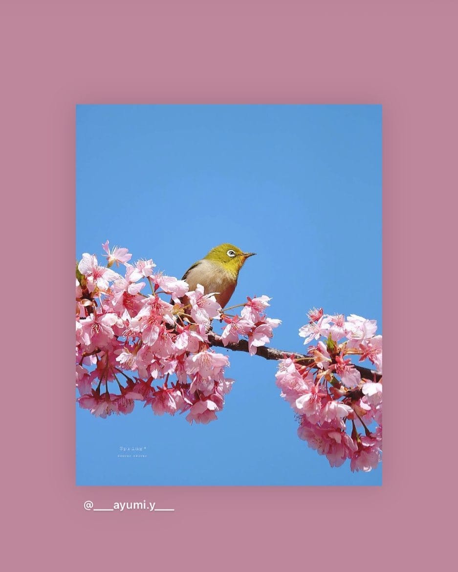 Post 10 by KumamotoMyLIFE on Instagram (image)
