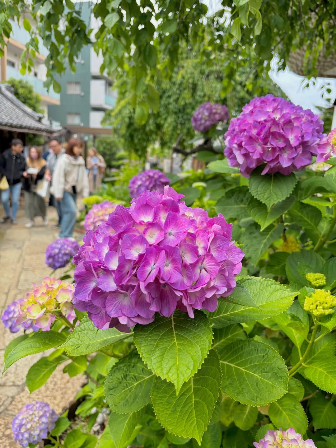 Post 5 by 萬年山 法輪寺 on Instagram (carousel)