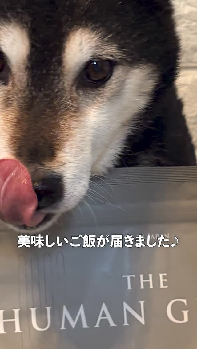 Post 3 by ❤️3柴犬コロココロロ&3太郎1姫❤️ on Instagram (video)