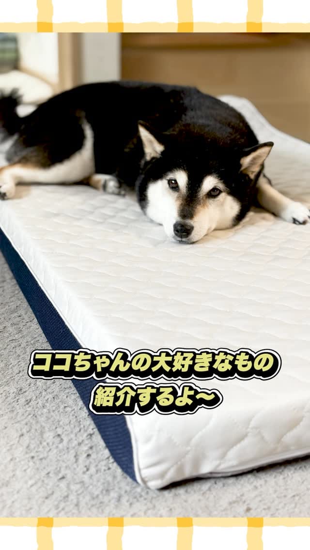 Post 4 by ❤️3柴犬コロココロロ&3太郎1姫❤️ on Instagram (video)