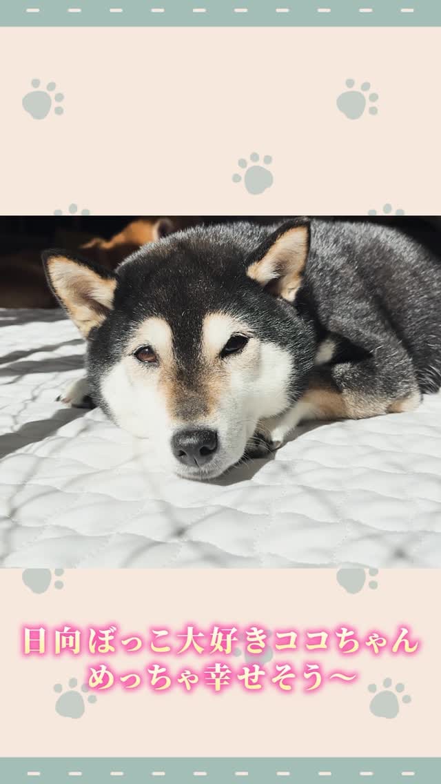 Post 5 by ❤️3柴犬コロココロロ&3太郎1姫❤️ on Instagram (video)