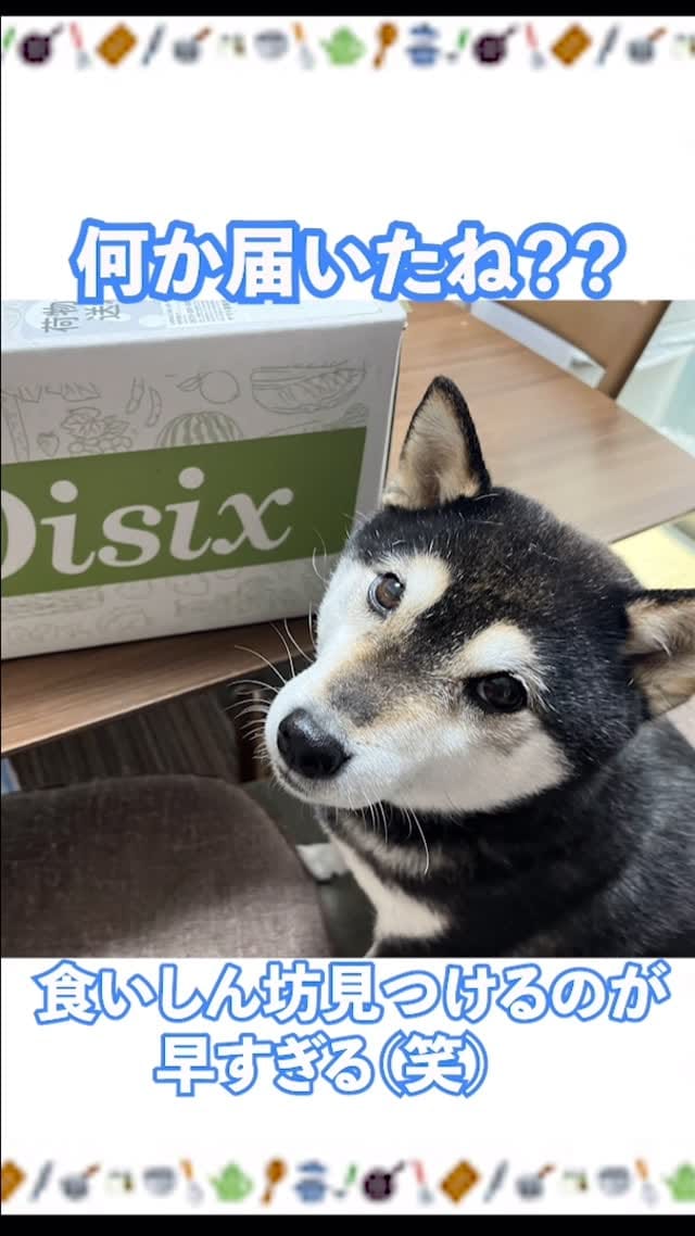 Post 6 by ❤️3柴犬コロココロロ&3太郎1姫❤️ on Instagram (video)