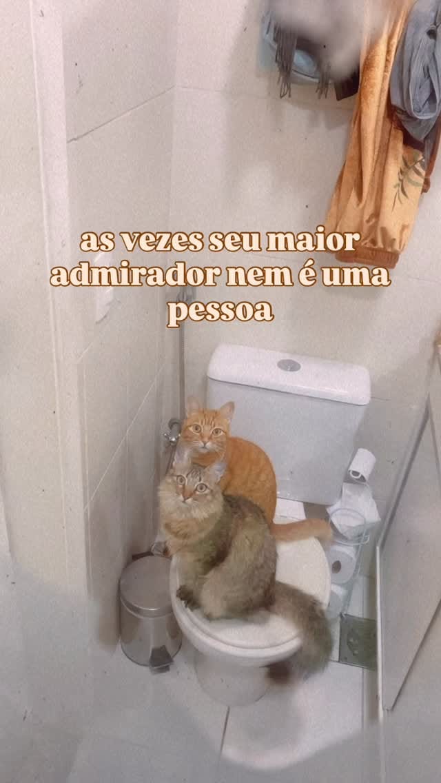Post 8 by Romeu•Malelo•Dalila•Gatos SRD on Instagram (video)