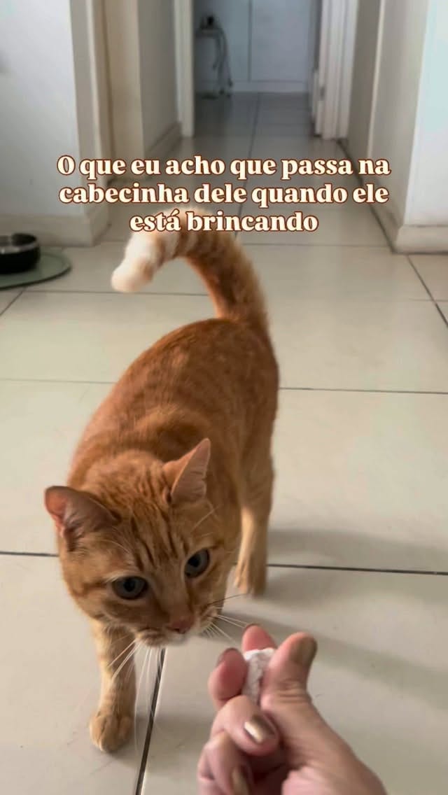 Post 2 by Romeu•Malelo•Dalila•Gatos SRD on Instagram (video)