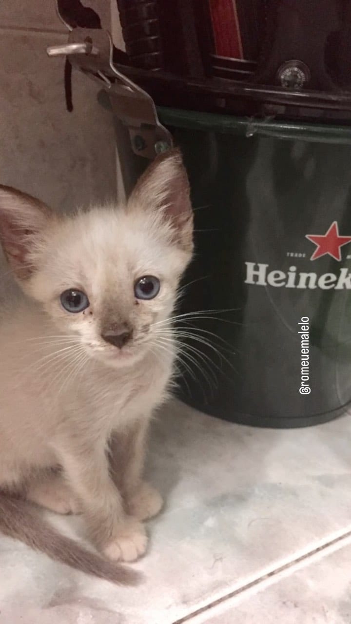 Post 10 by Romeu•Malelo•Dalila•Gatos SRD on Instagram (video)