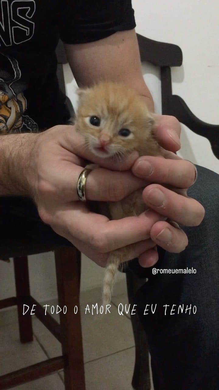 Post 9 by Romeu•Malelo•Dalila•Gatos SRD on Instagram (video)