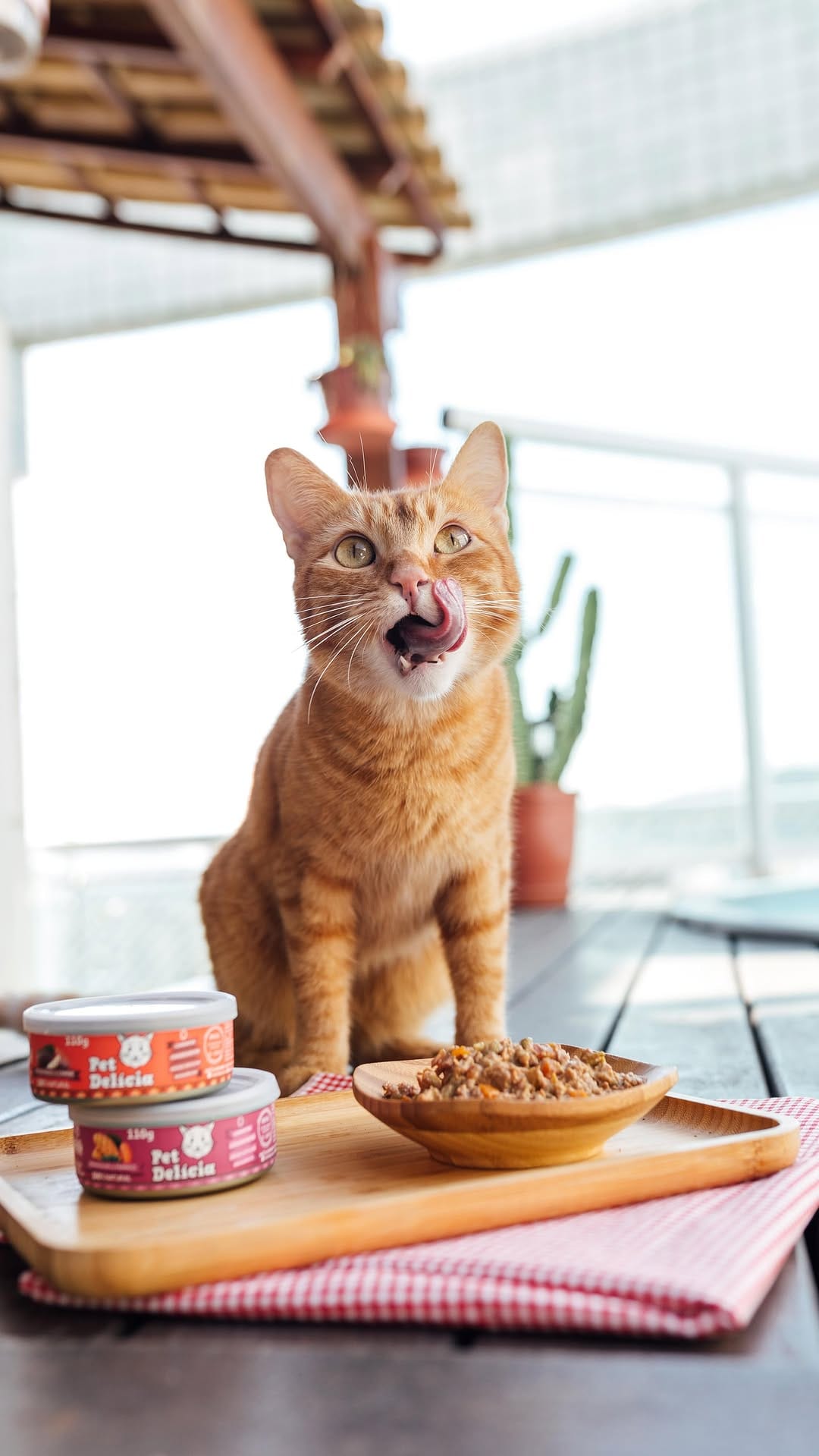 Post 7 by Romeu•Malelo•Dalila•Gatos SRD on Instagram (video)