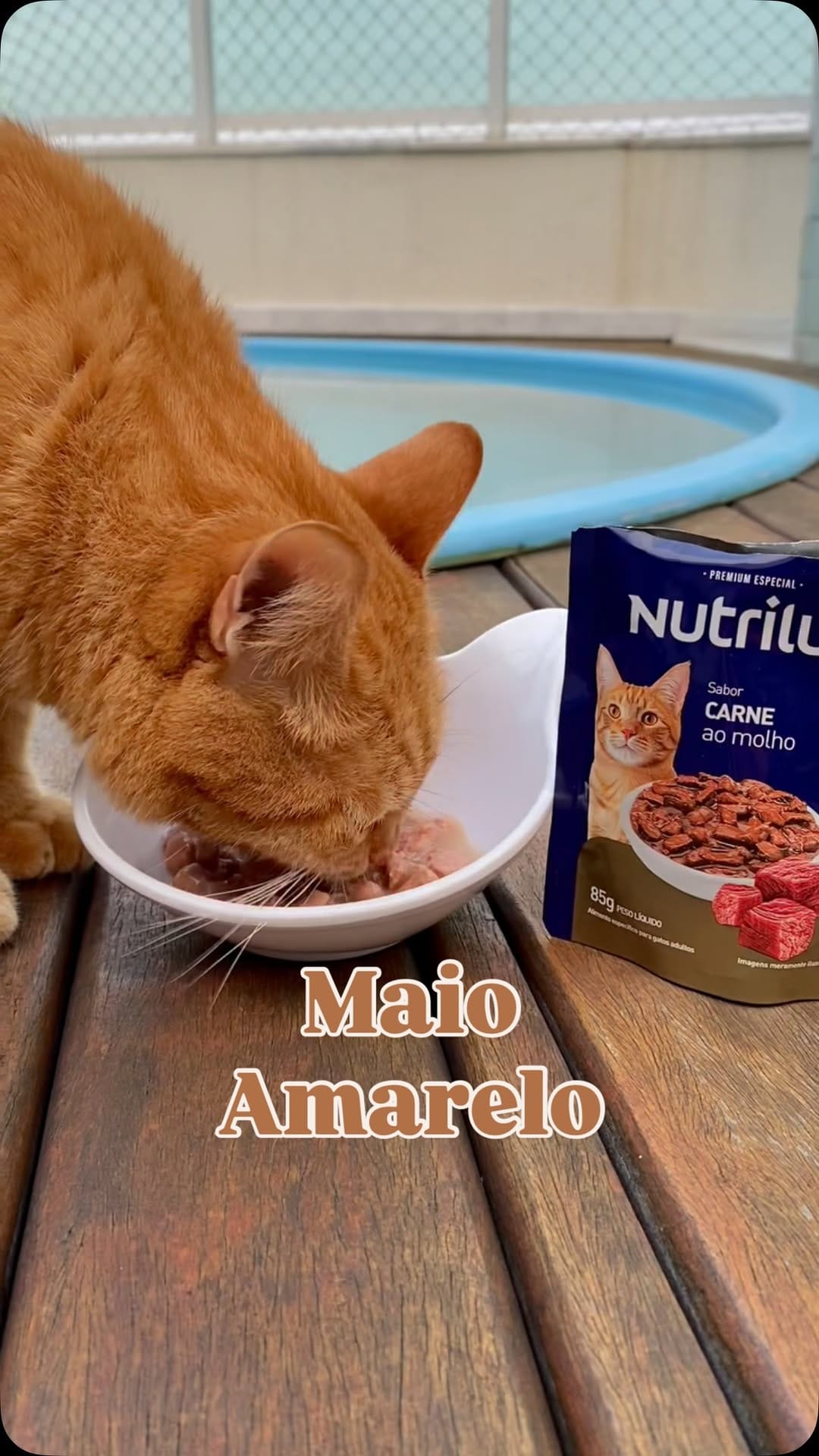 Post 6 by Romeu•Malelo•Dalila•Gatos SRD on Instagram (video)