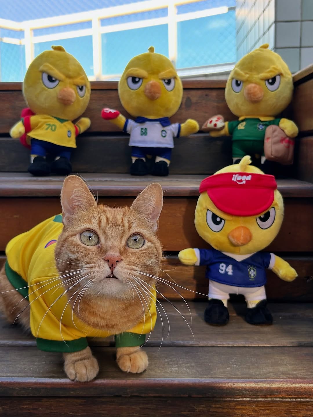 Post 4 by Romeu•Malelo•Dalila•Gatos SRD on Instagram (carousel)