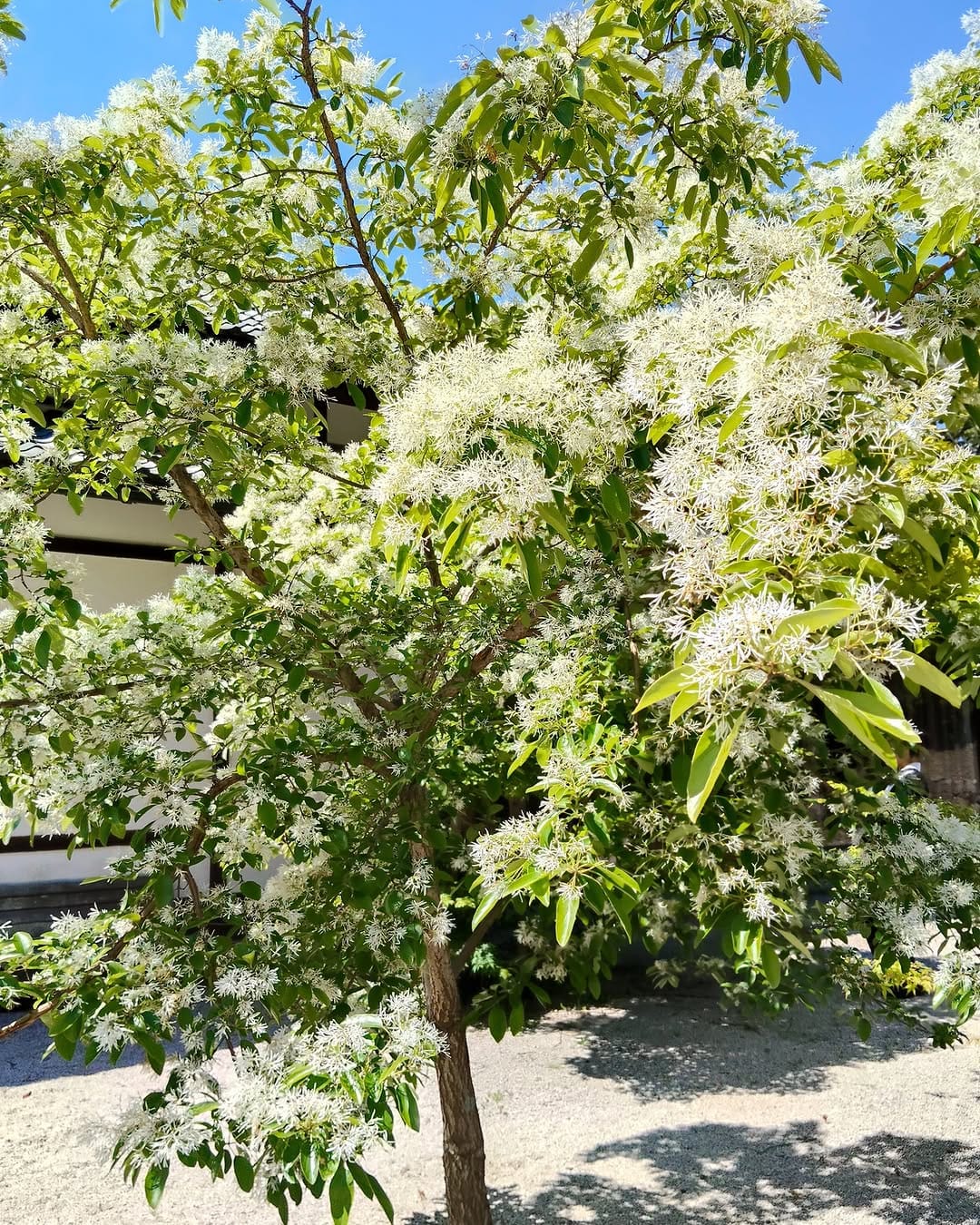 Post 7 by 出雲大社・北島國造館 出雲教【公式】 on Instagram (image)